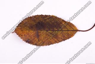 Photo Texture of Leaf 0086